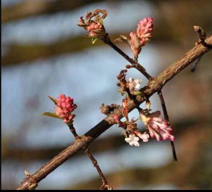 Viburnum bodn. 'Dawn' - Sneeuwbal 50- 60 cm in pot