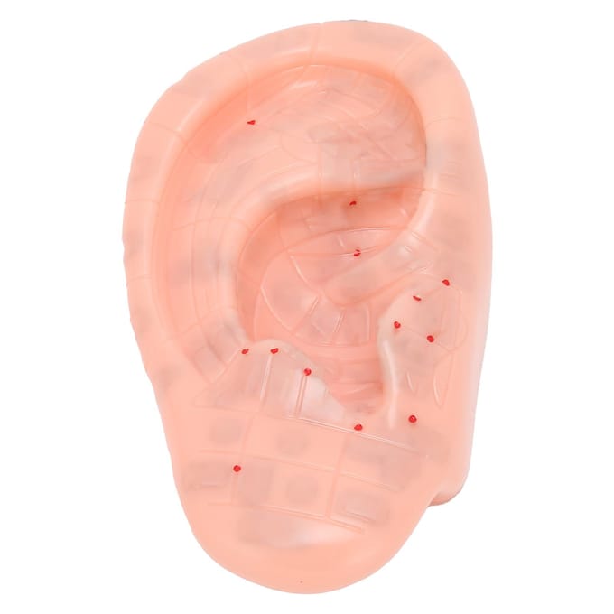 Oorzone Model Oor Acupunctuurpunt Drukpunt Leren Menselijk Acupunctuurmodel 13cm beige