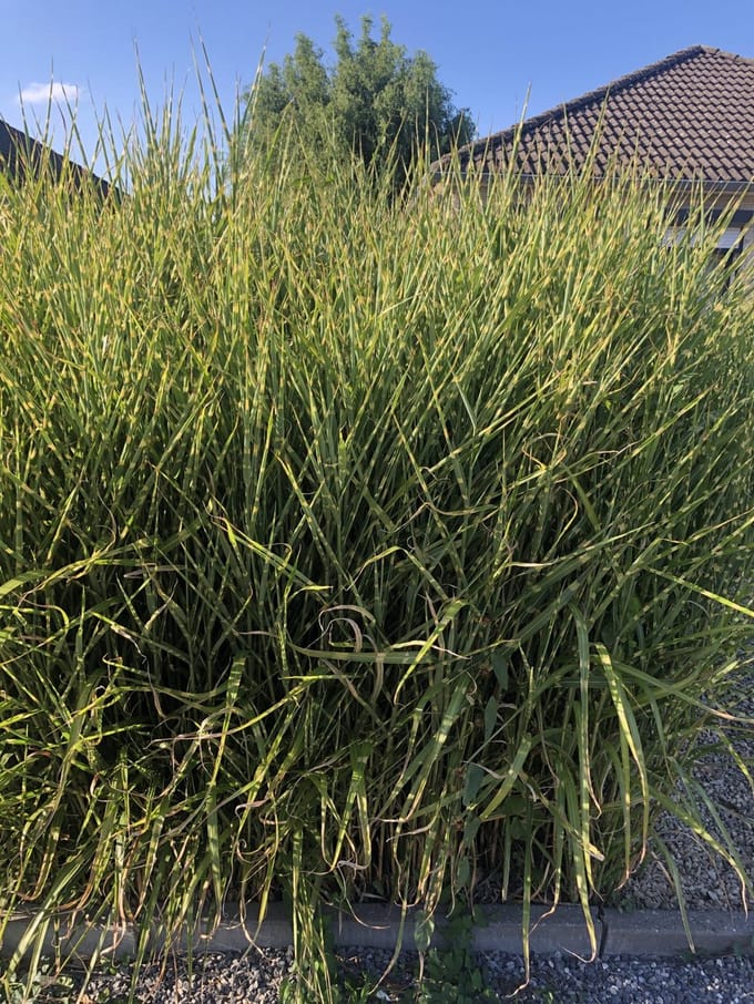 6x Prachtriet - Miscanthus sinensis 'Strictus' | 9x9 cm pot