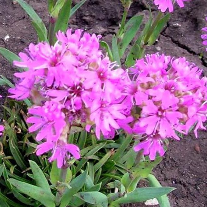 6 x Lychnis Alpina - Koekoeksbloem pot 9x9cm