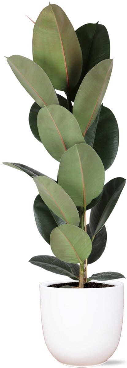 Ficus Elastica Robusta - Ø21cm - ↑ 90cm in Boule WIT pot