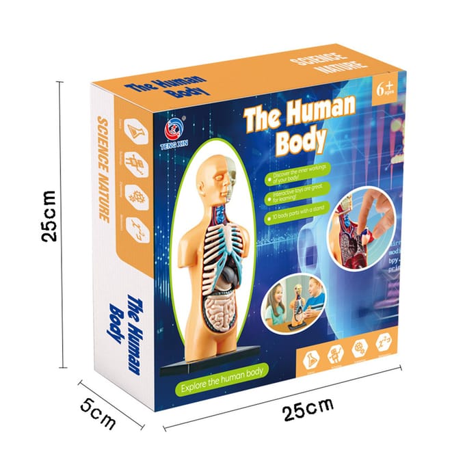 Modèle de corps humain organes et os Kit d'outils d'apprentissage à assemblage Simple tige d'affichage de modèle d'anatomie TXMR-025 blue