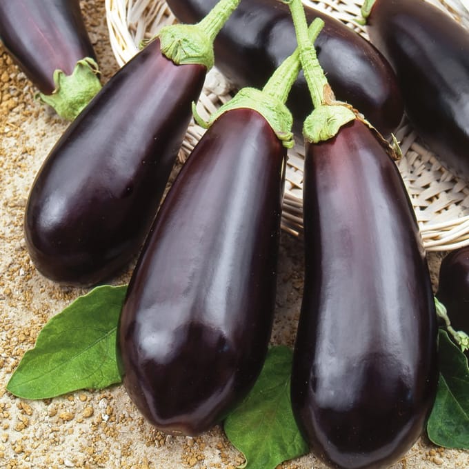 Sluis Garden - Aubergine Black Beauty
