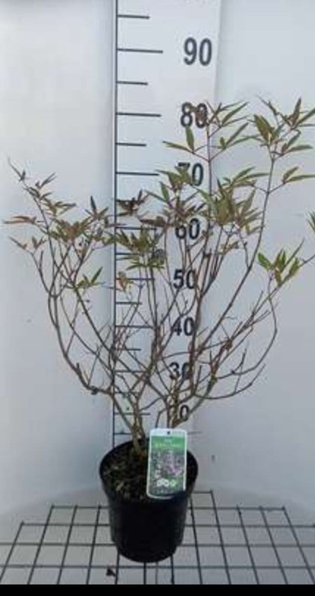 2 x Vitex agnus-castus 'Santamaria' - Monnikspeper 30- 40 cm in pot
