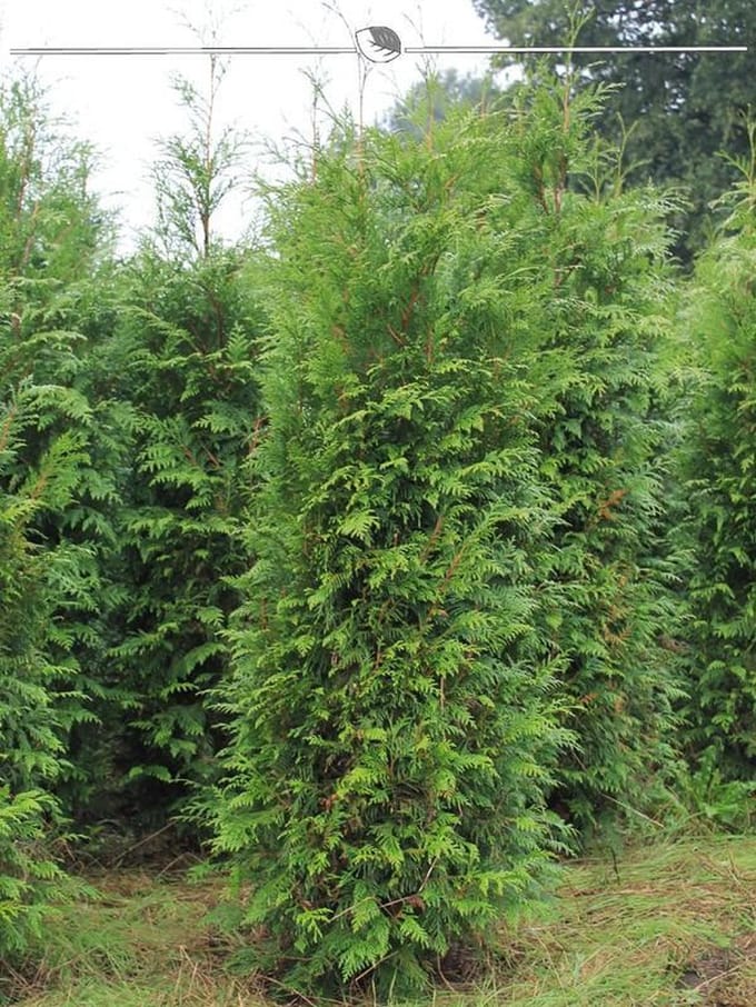 Levensboom Thuja plicata Atrovirens 140-160 cm, 60x Haagplant