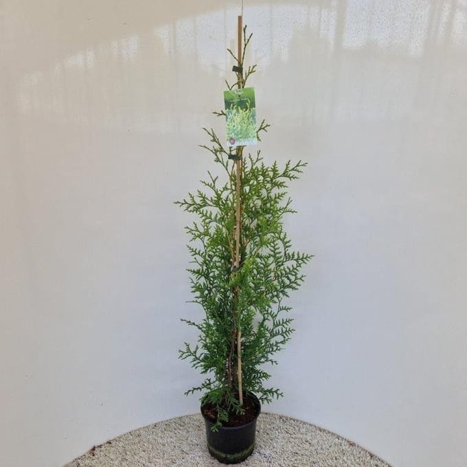 Thuja occ. ‘Brabant’ - Levensboom | 90-100 cm pot
