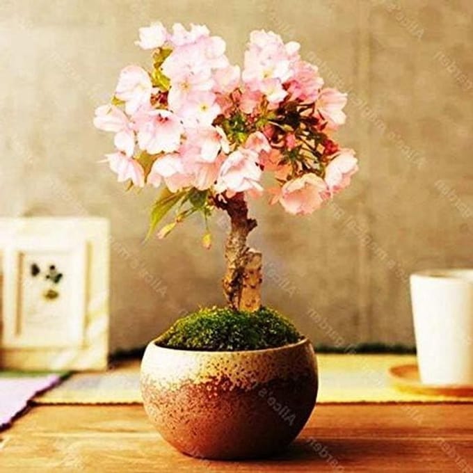 Portal Cool Cherry Blossom, Sakura Fower, a rosa, 50 Semi