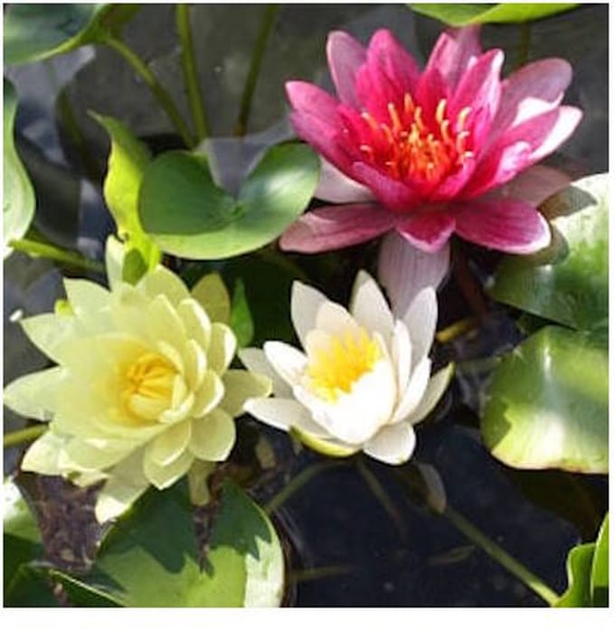 Moerings Nymphaea Mix Trio | Waterlelie | In 3L Mand
