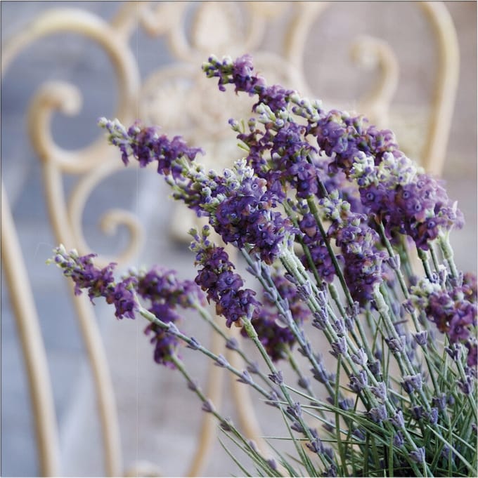 Art for the Home Lavendel Harmonie Buitencanvas 50x50 cm
