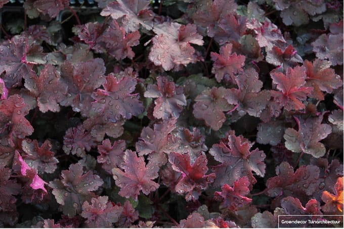 6x Heuchera Heuchera 'Chocolate Ruffles'® Purperklokje | 9x9cm | 9x9cm