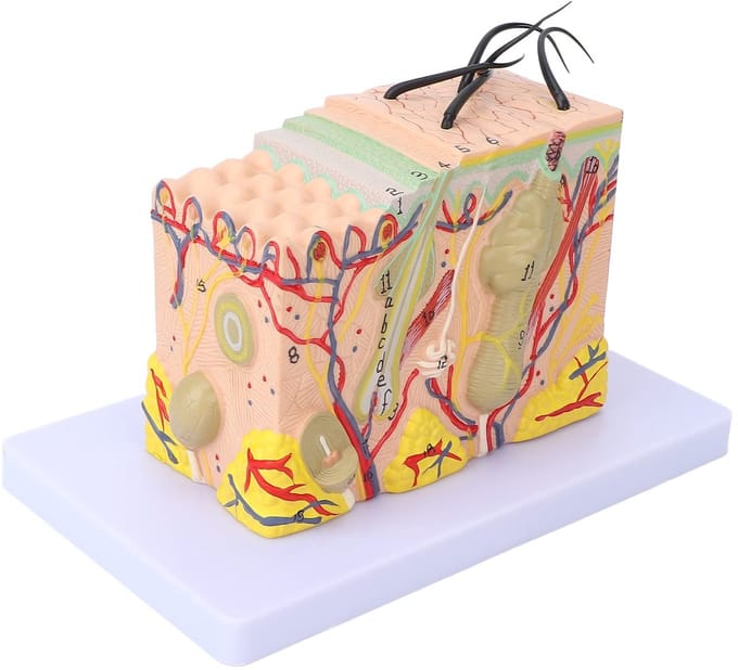 Store_9 - Huidmodel - 35X Vergroot - Anatomisch Onderwijs - 3D Huidstructuur - Medisch Model - Geschikt voor Wetenschapslessen - PVC