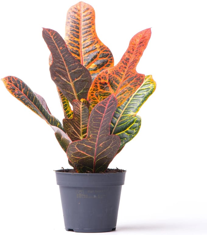 JUNAVERA Codiaeum Excellent | bonte croton terrariumplant en kamerplant | 13 cm pot | 40 cm hoog