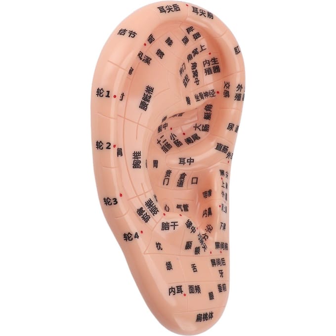 17cm Acupunctuurpunten Oormassage Model Oorzone Massagemodel voor Onderwijs Reflexologie met beige