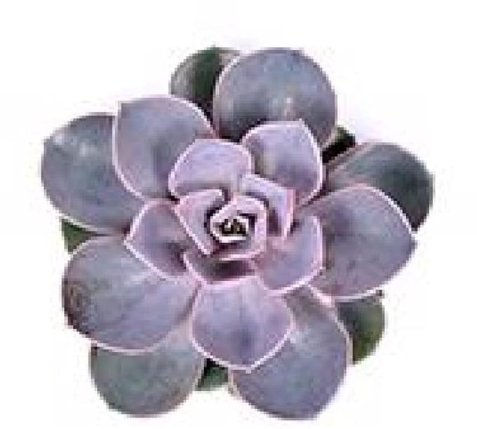 18x Echeveria parel van neurenberg