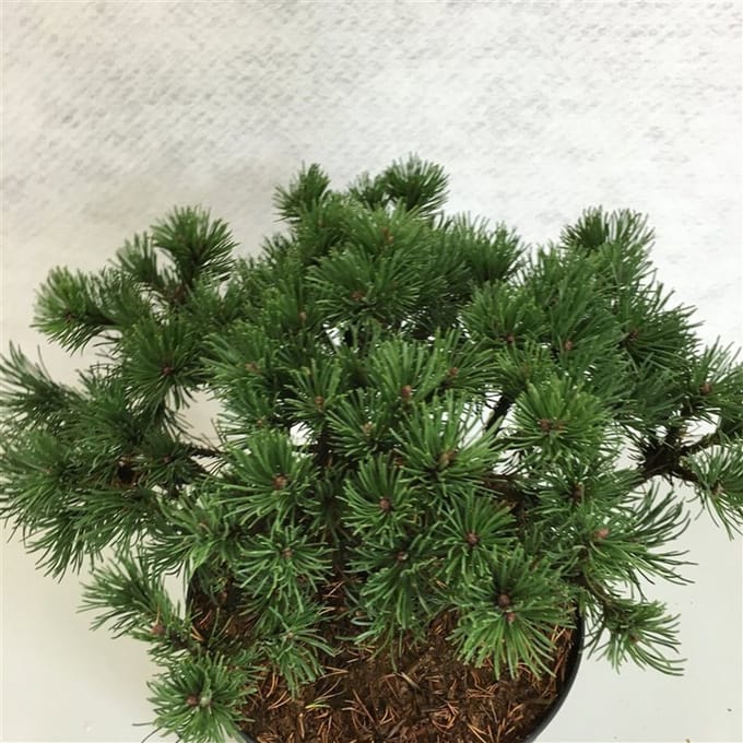 Pinus mugo 'Corley's Mat' - Bergden | 25-30 cm pot