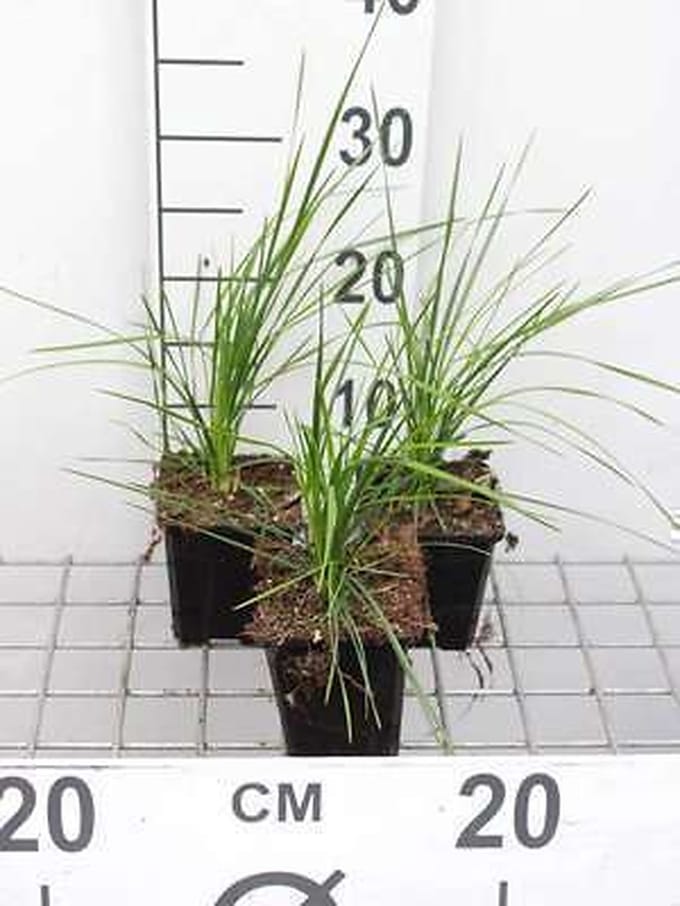 6x Ruwe smele - Deschampsia cesp. 'Goldtau' | 9x9 cm pot