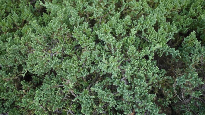 Set Van 4 Kruipjeneverbessen - Juniperus procumbens 'Nana' – Hoogte 15cm - 9cm pot