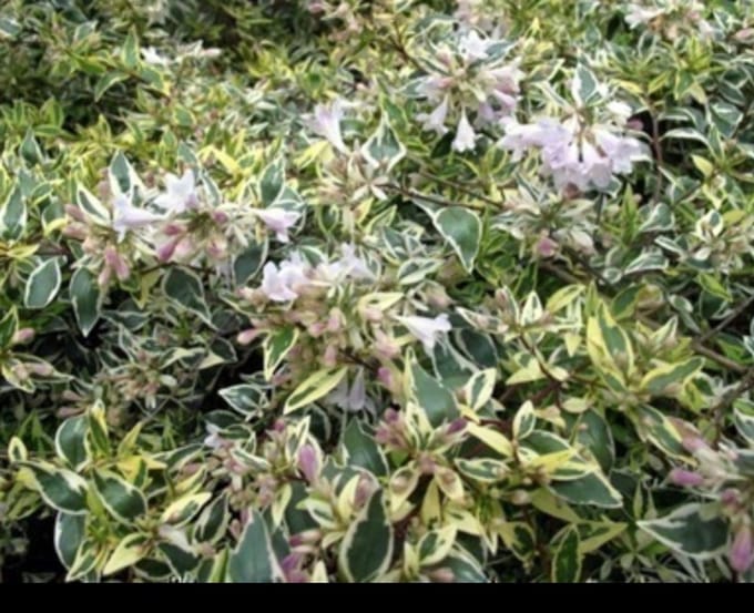 Abelia grand. 'Hopleys'® - Abelia Grandiflora 'Hopleys' 25- 30 cm in pot