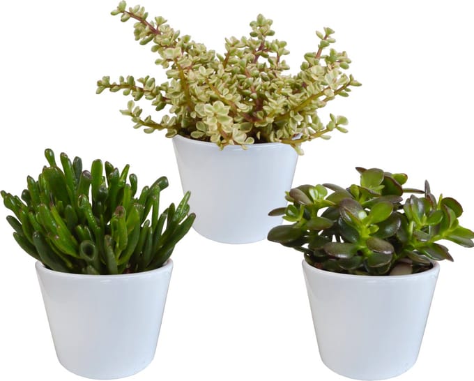 Crassula mix 10.5 cm in witte pot | 3 stuks