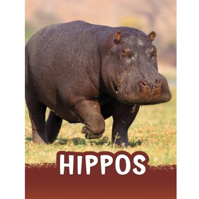 Hippos - Animals - Jaclyn Jaycox