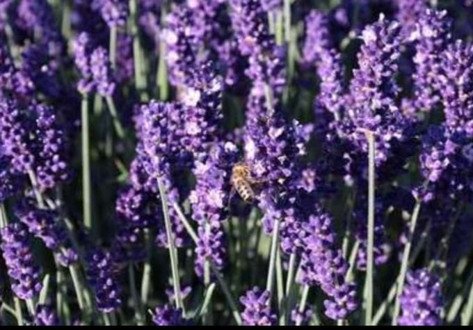 2 x Lavandula ang. 'Hidcote' - Lavendel In pot 1.5 liter