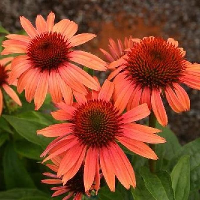 3 x Echinacea Purpurea 'Sunset' - Zonnehoed pot 9x9cm
