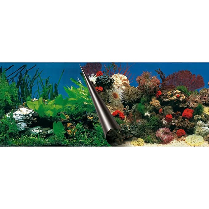 Aquarium achtergrond poster Aqua Della Stone & Coral
