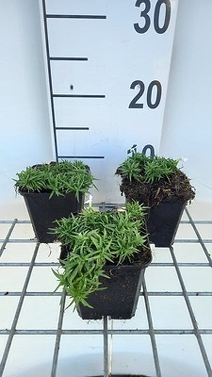 6x Vlambloem - Phlox (s) 'Snowflake' | 9x9 cm pot