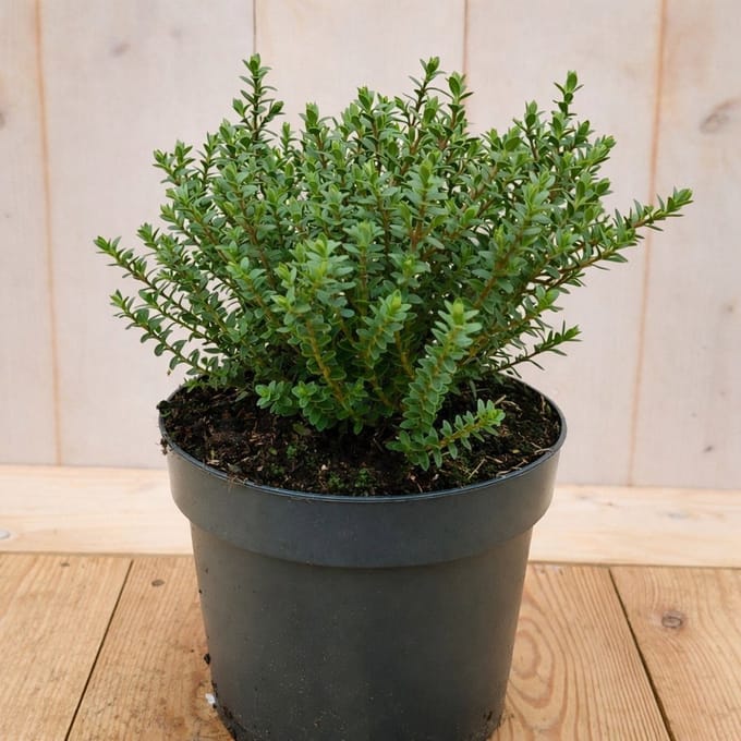 Warentuin natuurlijk - Hebe Vernicosa groenblijvend vaste plant hel...