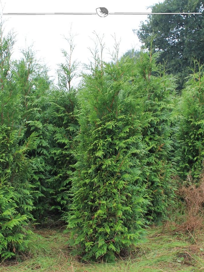 Levensboom Thuja plicata Atrovirens 100-120 cm, 20x Haagplant