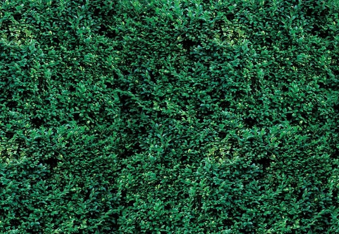 Fotobehang Grass Texture | XL - 208cm x 146cm | 130g/m2 Vlies