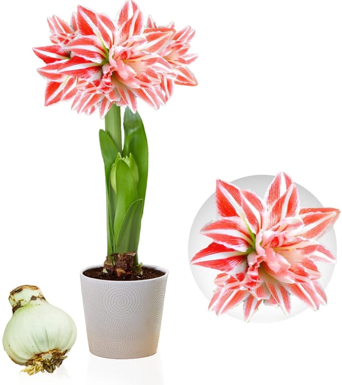 Amaryllis Bol - Double Striped - Bloembollen - 1 stuk - Meerkleurig - Bloem bollen