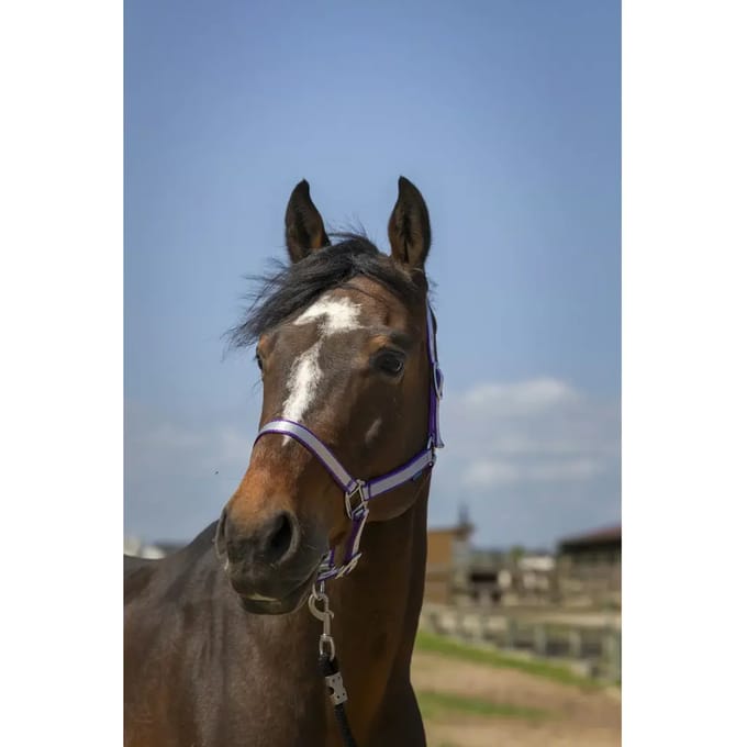 Zacht nylon halster voor paarden Norton