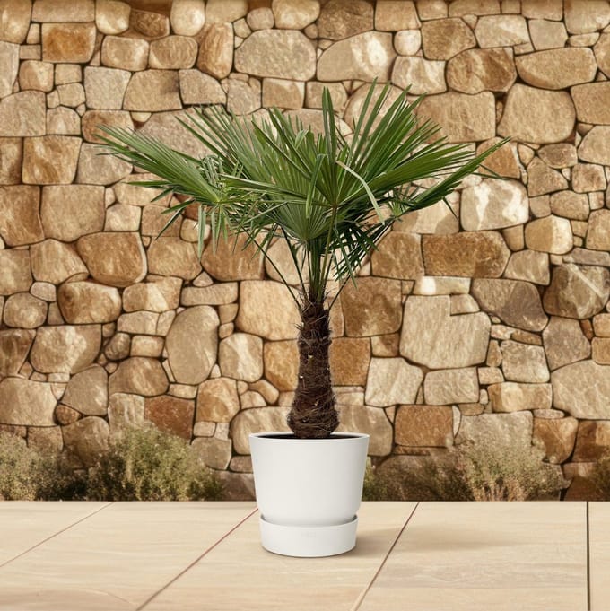 Chinese windmolenpalm, Trachycarpus, 220 - 240cm - Ø45