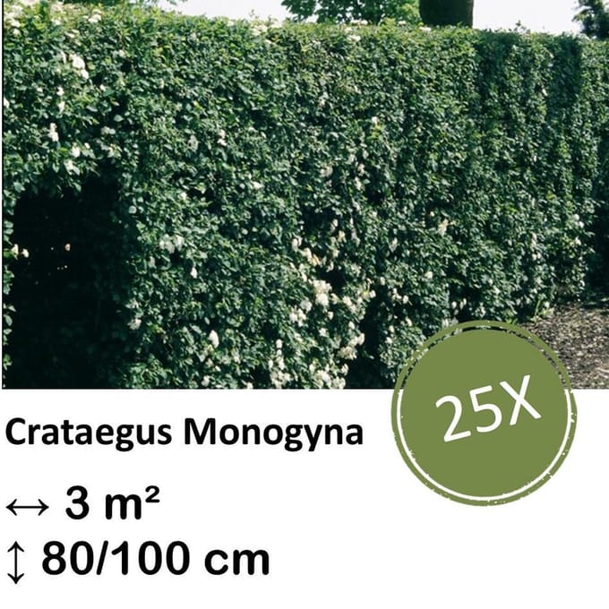Green Harmony| Crataegus Monogyna - Kale wortel