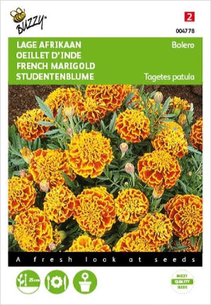 Afrikaan Bolero - Tagetes patula nana