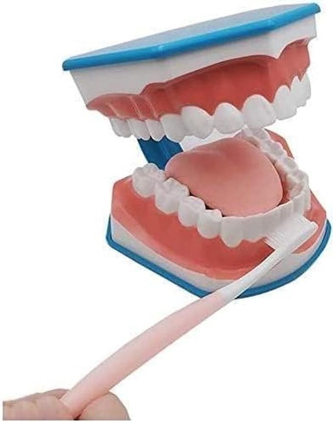 Tandenmodel Groot - Onderwijsmodel Tand - Tandenpoetsen Leren - 6x Vergroot - 19 cm Hoog - Wit