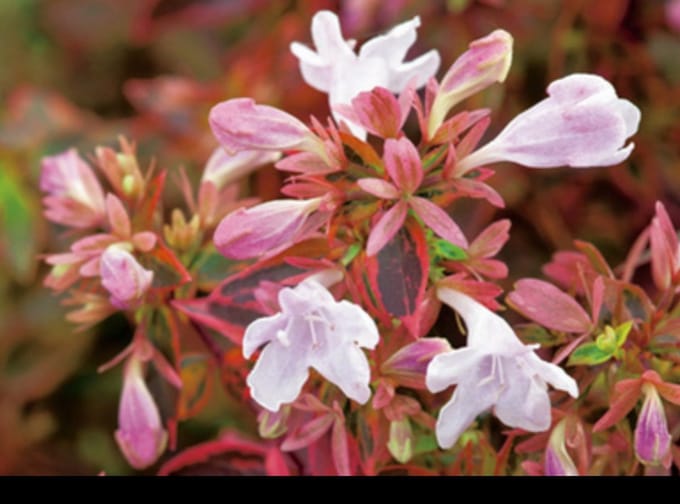 Abelia grand. 'Sunshine Daydream'® - Abelia 25- 30 cm in pot