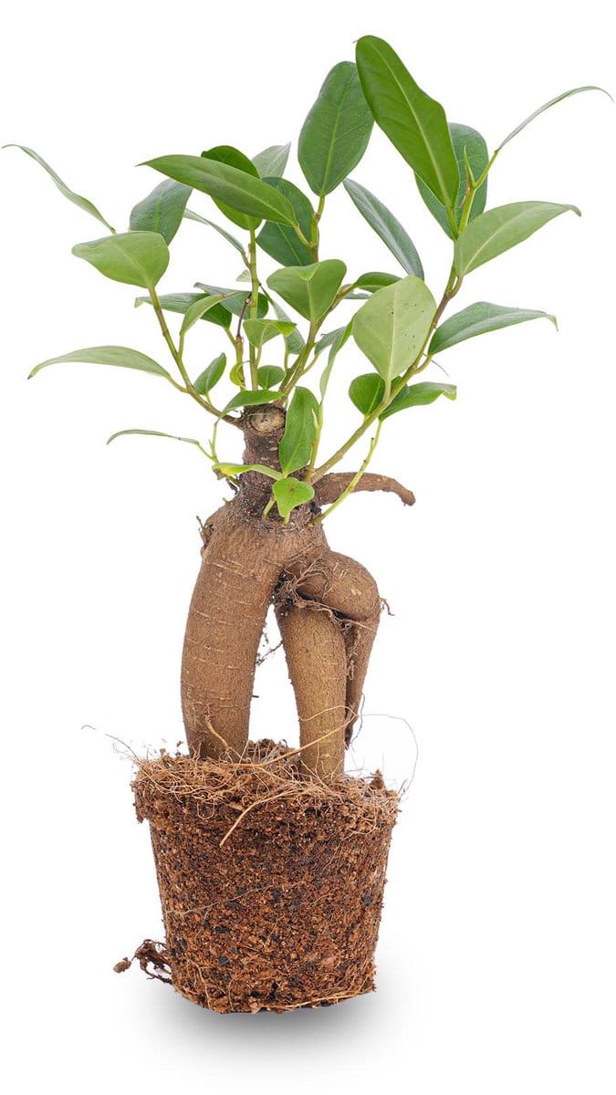 Ficus Ginseng bonsai - Microcarpa - ↑15 cm - Ø 6 cm