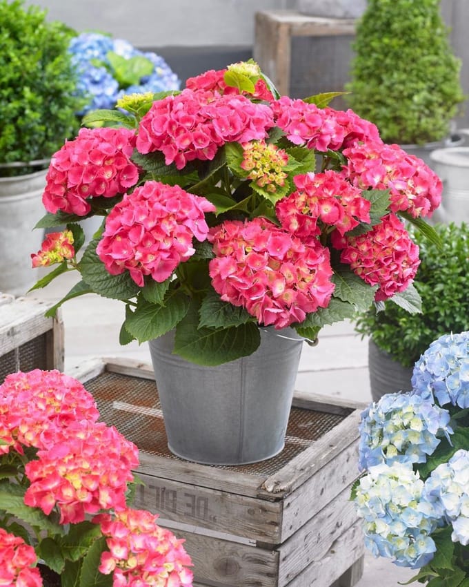 Set van 5x Hydrangea macrophylla 'Little Pink' - Dwerg Hortensia in 2 liter kweekpotten