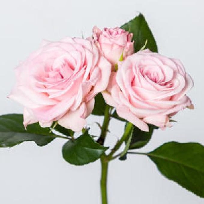 10x Rosa aerobic 50cm