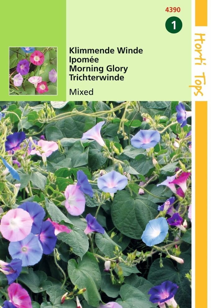 2 stuks Ipomoea Purpurea Gemengd