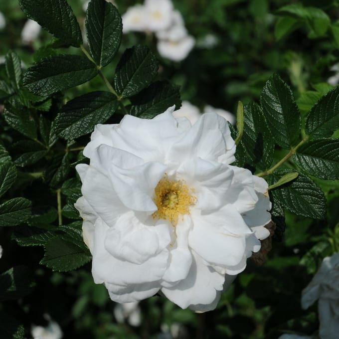 Rosa 'Blanc Double de Coubert' - Witte Dubbele Bloem Rozenstruik