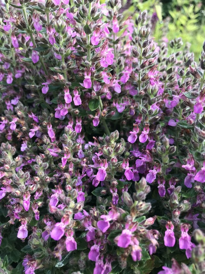 6 x Teucrium x lucidrys - Gamander - P9 Pot (9 x 9cm) - Dima Vaste Planten