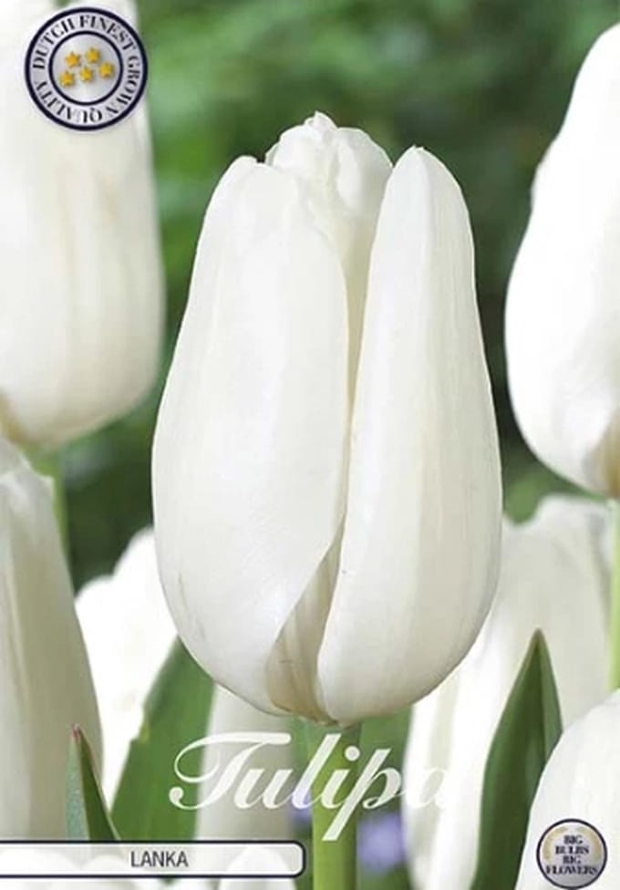 Nederlands Beste Kwaliteits bloembollen - Tulpen Tulp Darwin Lanka x7 12/+s