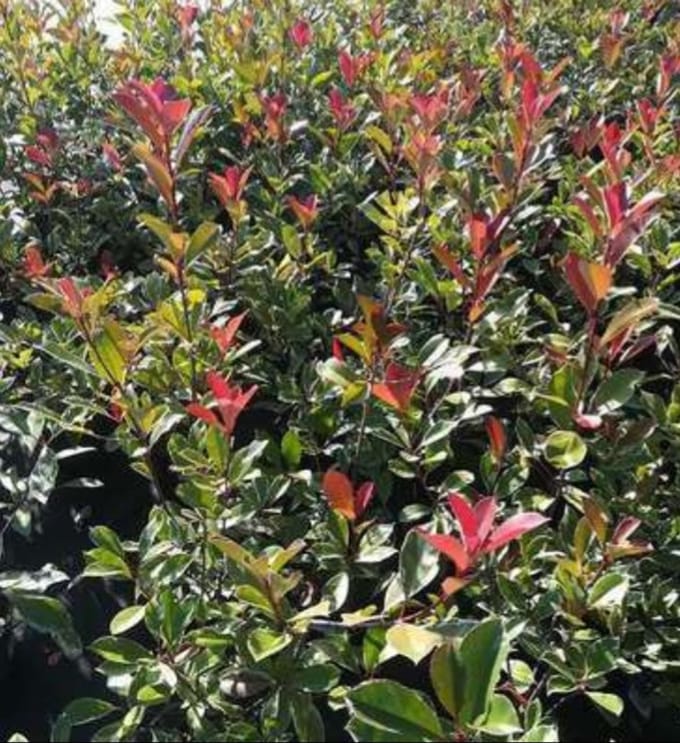 Photinia fras. 'Pink Marble'® ('cassini'®) - Glansmispel 40- 60 cm in pot