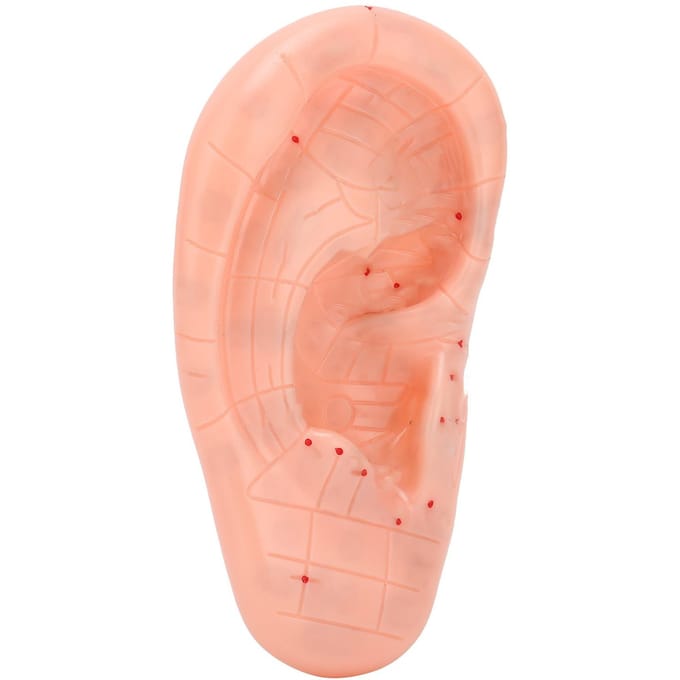 Oor Reflexzone Model Menselijk Oor Acupunctuurpunt Massage Model voor Onderwijs Leren beige
