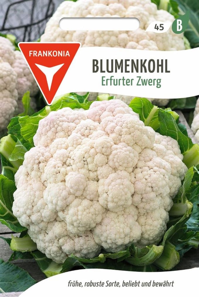 Bloemkool, Erfurt Dwerg - Groentezaden