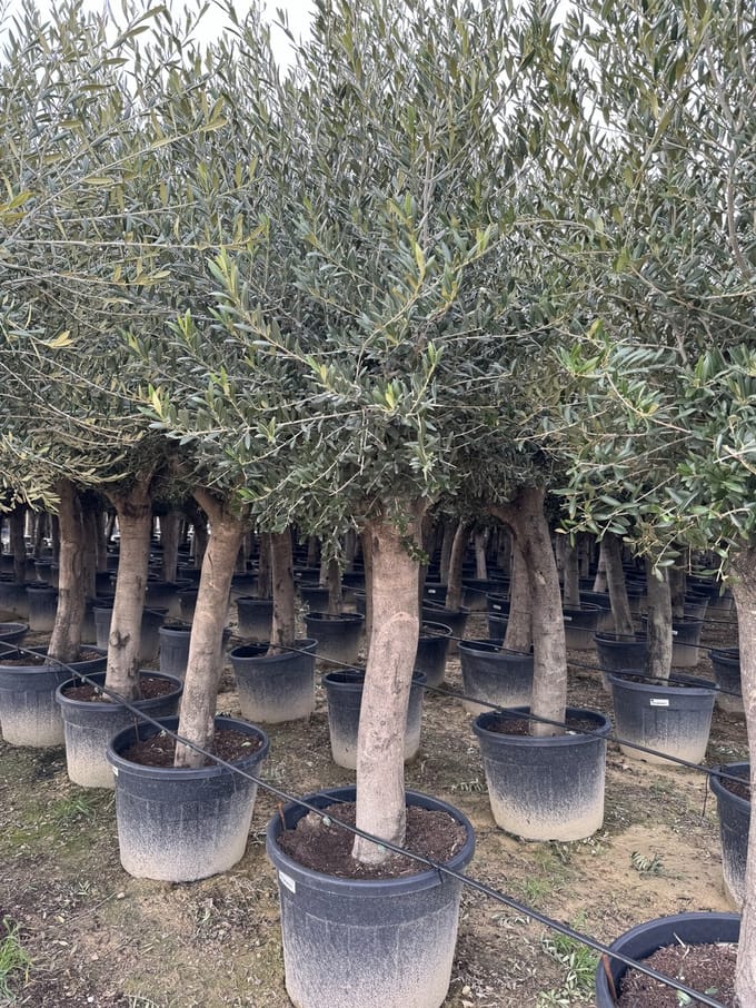 Sunny Tree - Boom - Olijfboom - Groenblijvend - 50 jaar oud- 240 cm - Winterhard