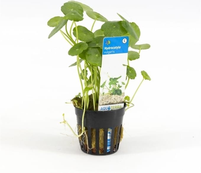 Moerings Hydrocotyle Vulgaris | Gewone waternavel | in 5 cm pot